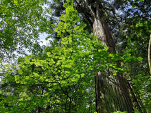 Cargar imagen en el visor de la galería, Bright green canopy of vine maple (Acer circinatum) from underneath. Another stunning Pacific Northwest native tree available at Sparrowhawk Native Plants Nursery in Portland, Oregon.