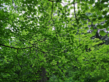 Cargar imagen en el visor de la galería, Bright green canopy of vine maple (Acer circinatum) from underneath. Another stunning Pacific Northwest native tree available at Sparrowhawk Native Plants Nursery in Portland, Oregon.