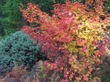Cargar imagen en el visor de la galería, Growth habit of a middle-aged vine maple (Acer circinatum) in the fall habitat garden. Another stunning Pacific Northwest native tree available at Sparrowhawk Native Plants Nursery in Portland, Oregon.