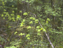 Cargar imagen en el visor de la galería, Early bright green leaves of vine maple (Acer circinatum) appear to be floating in the forest. Another stunning Pacific Northwest native tree available at Sparrowhawk Native Plants Nursery in Portland, Oregon.