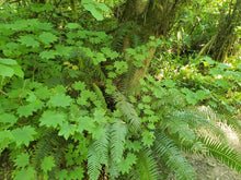 Cargar imagen en el visor de la galería, Bright green leaves and branches of vine maple (Acer circinatum) and fronds of sword fern in a forest scene. Another stunning Pacific Northwest native tree available at Sparrowhawk Native Plants Nursery in Portland, Oregon.