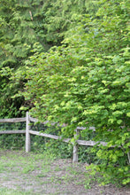 Cargar imagen en el visor de la galería, Vine maple (Acer circinatum) growing along a split rail fenceline. Another stunning Pacific Northwest native tree available at Sparrowhawk Native Plants Nursery in Portland, Oregon.