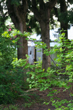 Cargar imagen en el visor de la galería, Partial habit of vine maple (Acer circinatum) in the habitat garden. Another stunning Pacific Northwest native tree available at Sparrowhawk Native Plants Nursery in Portland, Oregon.