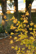 Cargar imagen en el visor de la galería, Partial habit of vine maple (Acer circinatum) in the fall habitat garden. Another stunning Pacific Northwest native tree available at Sparrowhawk Native Plants Nursery in Portland, Oregon.