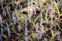 Load image into Gallery viewer, Flats of 4" Western Yarrow plants in early spring (Achillea millefolium). Another stunning Pacific Northwest native plant available at Sparrowhawk Native Plants Nursery in Portland, Oregon.