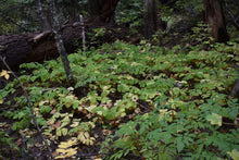 Cargar imagen en el visor de la galería, A large population of vanilla leaf (Achlys triphylla) dying back in Oct. One of 100+ species of Pacific Northwest native plants available at Sparrowhawk Native Plants, Native Plant Nursery in Portland, Oregon.