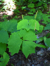 Cargar imagen en el visor de la galería, Bright green spring leaves and immature fruits of vanilla leaf (Achlys triphylla). One of 100+ species of Pacific Northwest native plants available at Sparrowhawk Native Plants, Native Plant Nursery in Portland, Oregon.