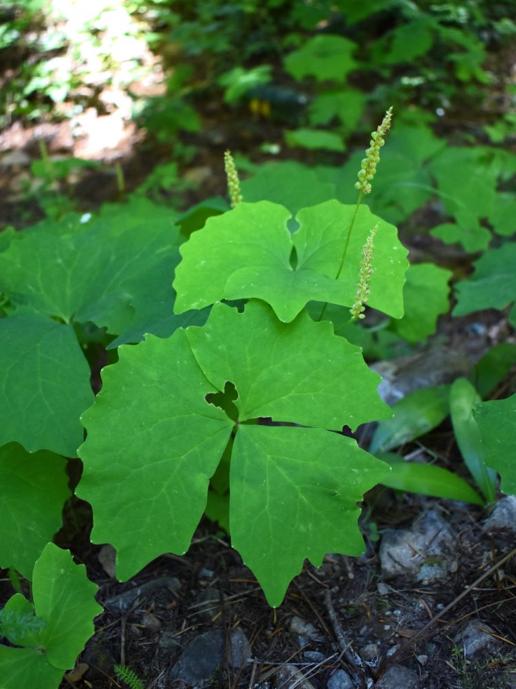 Vanilla Leaf – Sparrowhawk Native Plants