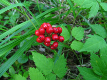 Load image into Gallery viewer, Close-up of the mature, glossy red berries of western red baneberry (Actaea rubra) in late summer. One of 100+ species of Pacific Northwest native plants available at Sparrowhawk Native Plants, Native Plant Nursery in Portland, Oregon.