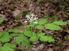Load image into Gallery viewer, One white, bottlebrush-shaped flower of western red baneberry (Actaea rubra) above its green spring leaves. One of 100+ species of Pacific Northwest native plants available at Sparrowhawk Native Plants, Native Plant Nursery in Portland, Oregon.