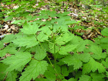 Load image into Gallery viewer, Immature green berries of western red baneberry (Actaea rubra) in summer. One of 100+ species of Pacific Northwest native plants available at Sparrowhawk Native Plants, Native Plant Nursery in Portland, Oregon.