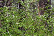 Load image into Gallery viewer, Close-up of flower-laden branches of Western Serviceberry (Amelanchier alnifolia) in a Ponderosa forest.  One of approximately 200 species of Pacific Northwest native plants available at Sparrowhawk Native Plants, Native Plant Nursery in Portland, Oregon.