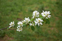Load image into Gallery viewer, Close-up bright white flowers of Oregon's native Western Serviceberry (Amelanchier alnifolia). One of approximately 200 species of Pacific Northwest native plants available at Sparrowhawk Native Plants, Native Plant Nursery in Portland, Oregon.