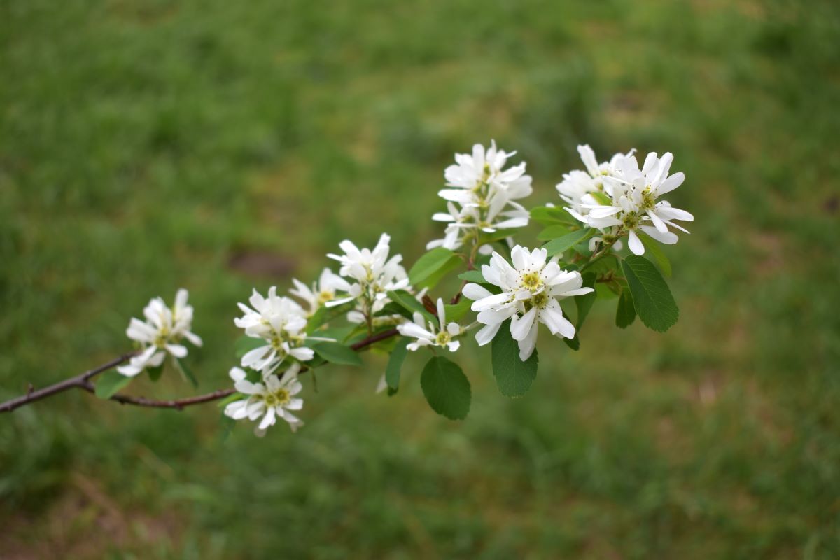 Western Serviceberry – Sparrowhawk Native Plants
