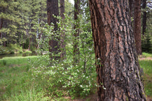 Load image into Gallery viewer, Full growth habit of a Western Serviceberry shrub (Amelanchier alnifolia) in a Ponderosa forest. One of approximately 200 species of Pacific Northwest native plants available at Sparrowhawk Native Plants, Native Plant Nursery in Portland, Oregon.