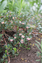 Load image into Gallery viewer, A pink flowering ground cover of kinnikinnick (Arctostaphylos uva-ursi) in the habitat garden. Another stunning Pacific Northwest native plant available at Sparrowhawk Native Plants Nursery in Portland, Oregon.