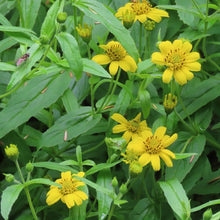 Load image into Gallery viewer, Lance-shaped leaves and bright yellow disk flowers of streambank arnica (Arnica amplexicaulis). One of the 150+ species of Pacific Northwest native plants available through Sparrowhawk Native Plants in Portland Oregon.