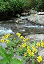 Load image into Gallery viewer, Bright yellow flowering streambank arnica (Arnica amplexicaulis) in it's wild, streamside habitat. One of the 150+ species of Pacific Northwest native plants available through Sparrowhawk Native Plants in Portland Oregon.