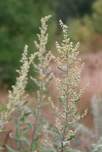 Load image into Gallery viewer, Tips of Douglas' sagewort plants (Artemisia douglasiana) covered in tiny flowers. One of approximately 200 species of Pacific Northwest native plants available at Sparrowhawk Native Plants, Native Plant Nursery in Portland, Oregon.