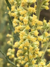 Load image into Gallery viewer, Close-up of the tiny flowers of Douglas' sagewort (Artemisia douglasiana). One of approximately 200 species of Pacific Northwest native plants available at Sparrowhawk Native Plants, Native Plant Nursery in Portland, Oregon.