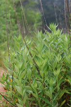 Load image into Gallery viewer, A wild population of Douglas' sagewort (Artemisia douglasiana) in early spring. One of approximately 200 species of Pacific Northwest native plants available at Sparrowhawk Native Plants, Native Plant Nursery in Portland, Oregon.