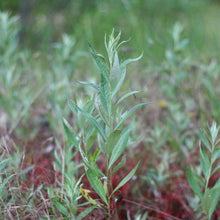 Load image into Gallery viewer, A young Douglas' sagewort (Artemisia douglasiana) plant. One of approximately 200 species of Pacific Northwest native plants available at Sparrowhawk Native Plants, Native Plant Nursery in Portland, Oregon.