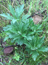 Load image into Gallery viewer, A young Douglas' sagewort (Artemisia douglasiana) plant. One of approximately 200 species of Pacific Northwest native plants available at Sparrowhawk Native Plants, Native Plant Nursery in Portland, Oregon.