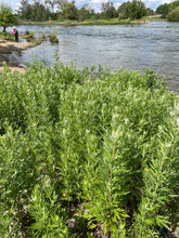 Load image into Gallery viewer, A large, wild population of Douglas' sagewort (Artemisia douglasiana), in it's natural habitat. One of approximately 200 species of Pacific Northwest native plants available at Sparrowhawk Native Plants, Native Plant Nursery in Portland, Oregon.