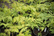 Load image into Gallery viewer, One gallon pots of goatsbeard (Aruncus dioicus var. acuminatus) in early spring. Another stunning Pacific Northwest native plant available at Sparrowhawk Native Plants Nursery in Portland, Oregon.