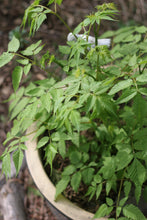 Load image into Gallery viewer, Foliage of goatsbeard (Aruncus dioicus var. acuminatus) in a pot. Another stunning Pacific Northwest native plant available at Sparrowhawk Native Plants Nursery in Portland, Oregon.