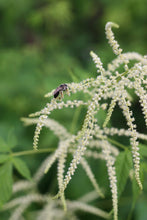 Load image into Gallery viewer, Close-up of an insect visiting a raceme of white goatsbeard flowers (Aruncus dioicus var. acuminatus). Another stunning Pacific Northwest native plant available at Sparrowhawk Native Plants Nursery in Portland, Oregon.