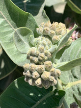 Load image into Gallery viewer, Close up of showy milkweed flower buds (Asclepias speciosa). One of approximately 200 species of Pacific Northwest native plants available at Sparrowhawk Native Plants, Native Plant Nursery in Portland, Oregon.