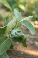 Load image into Gallery viewer, Close up of the seed pod of showy milkweed (Asclepias speciosa). One of approximately 200 species of Pacific Northwest native plants available at Sparrowhawk Native Plants, Native Plant Nursery in Portland, Oregon.