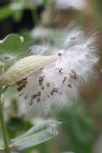 Load image into Gallery viewer, Close-up of a showy milkweed (Asclepias speciosa) seed pod opening to release its seeds onto the wind. One of approximately 200 species of Pacific Northwest native plants available at Sparrowhawk Native Plants, Native Plant Nursery in Portland, Oregon.