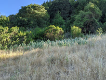 Load image into Gallery viewer, A wild population of showy milkweed (Asclepias speciosa) in a field with trees in the background. One of approximately 200 species of Pacific Northwest native plants available at Sparrowhawk Native Plants, Native Plant Nursery in Portland, Oregon.
