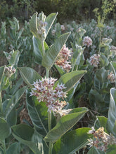 Load image into Gallery viewer, A wild population of showy milkweed in flower (Asclepias speciosa). One of approximately 200 species of Pacific Northwest native plants available at Sparrowhawk Native Plants, Native Plant Nursery in Portland, Oregon.