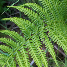 Cargar imagen en el visor de la galería, Close-up of Lady Fern (Athyrium filix-femina) frond. One of approximately 200 species of Pacific Northwest native plants available at Sparrowhawk Native Plants nursery in Portland, Oregon.