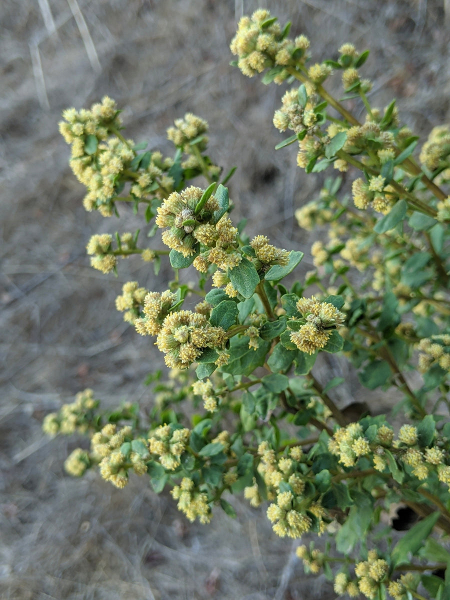 Coyote Bush – Sparrowhawk Native Plants