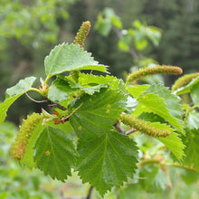 Load image into Gallery viewer, Close-up of the leaves and catkins on water birch (Betula occidentalis). One of 100+ species of Pacific Northwest native plants available at Sparrowhawk Native Plants, Native Plant Nursery in Portland, Oregon.