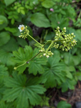 Cargar imagen en el visor de la galería, Flower buds of mountain or large boykinia (Boykinia major). One of approximately 200 species of Pacific Northwest native plants available at Sparrowhawk Native Plants, Native Plant Nursery in Portland, Oregon.