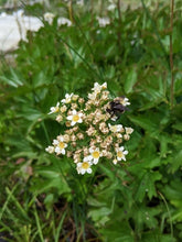 Cargar imagen en el visor de la galería, Mountain or large boykinia flowers (Boykinia major) starting to die back, with a visiting bumblebee. One of approximately 200 species of Pacific Northwest native plants available at Sparrowhawk Native Plants, Native Plant Nursery in Portland, Oregon.