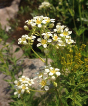Cargar imagen en el visor de la galería, Mountain or large boykinia flowers (Boykinia major). One of approximately 200 species of Pacific Northwest native plants available at Sparrowhawk Native Plants, Native Plant Nursery in Portland, Oregon.