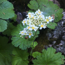 Cargar imagen en el visor de la galería, Mountain or large boykinia flowers (Boykinia major). One of approximately 200 species of Pacific Northwest native plants available at Sparrowhawk Native Plants, Native Plant Nursery in Portland, Oregon.