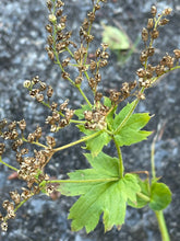 Cargar imagen en el visor de la galería, Seed heads of mountain or large boykinia (Boykinia major). One of approximately 200 species of Pacific Northwest native plants available at Sparrowhawk Native Plants, Native Plant Nursery in Portland, Oregon.