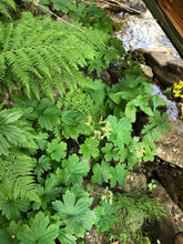 Cargar imagen en el visor de la galería, Bright spring foliage of mountain or large boykinia (Boykinia major) beside a stream with ferns. One of approximately 200 species of Pacific Northwest native plants available at Sparrowhawk Native Plants, Native Plant Nursery in Portland, Oregon.