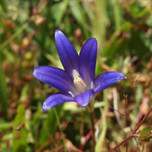 Load image into Gallery viewer, Close up of the showy purple bloom of harvest brodiaea (Brodiaea elegans). One of the 150+ species of Pacific Northwest native plants available through Sparrowhawk Native Plants in Portland, Oregon
