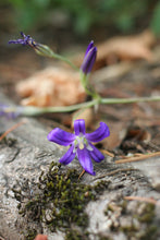 Load image into Gallery viewer, Close up of a purple bloom of harvest brodiaea (Brodiaea elegans). One of approximately 200 species of Pacific Northwest native plants available through Sparrowhawk Native Plants in Portland, Oregon