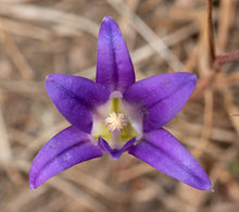 Load image into Gallery viewer, Close up of a purple bloom of harvest brodiaea (Brodiaea elegans). One of approximately 200 species of Pacific Northwest native plants available through Sparrowhawk Native Plants in Portland, Oregon