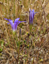 Load image into Gallery viewer, Side angle view of the purple flower of harvest brodiaea (Brodiaea elegans). One of approximately 200 species of Pacific Northwest native plants available through Sparrowhawk Native Plants in Portland, Oregon