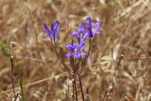 Load image into Gallery viewer, The flower stalk and purple blooms of harvest brodiaea (Brodiaea elegans). One of the 150+ species of Pacific Northwest native plants available through Sparrowhawk Native Plants in Portland, Oregon
